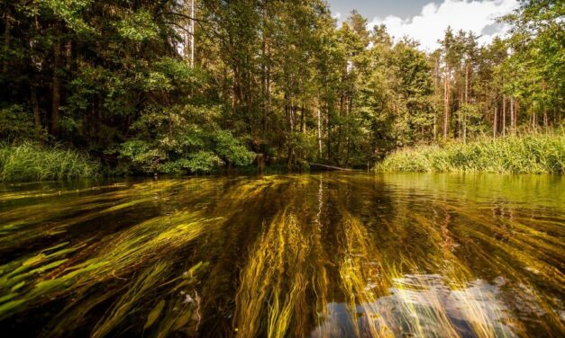 Unlocking Nature’s Bounty: A Beginner’s Guide to Wilderness Foraging