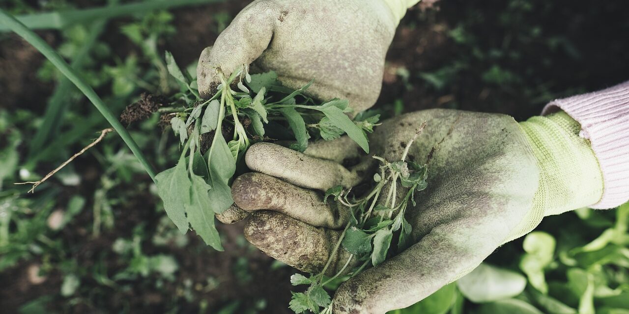 Gardening Tips for Survival Food Production: Cultivating Your Path to Self-Sufficiency