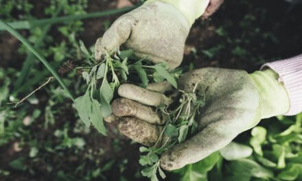 Gardening Tips for Survival Food Production: Cultivating Your Path to Self-Sufficiency